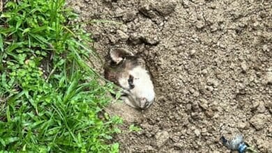 Howl of shame: Foreigner accused of burying Siberian Husky alive in Phuket