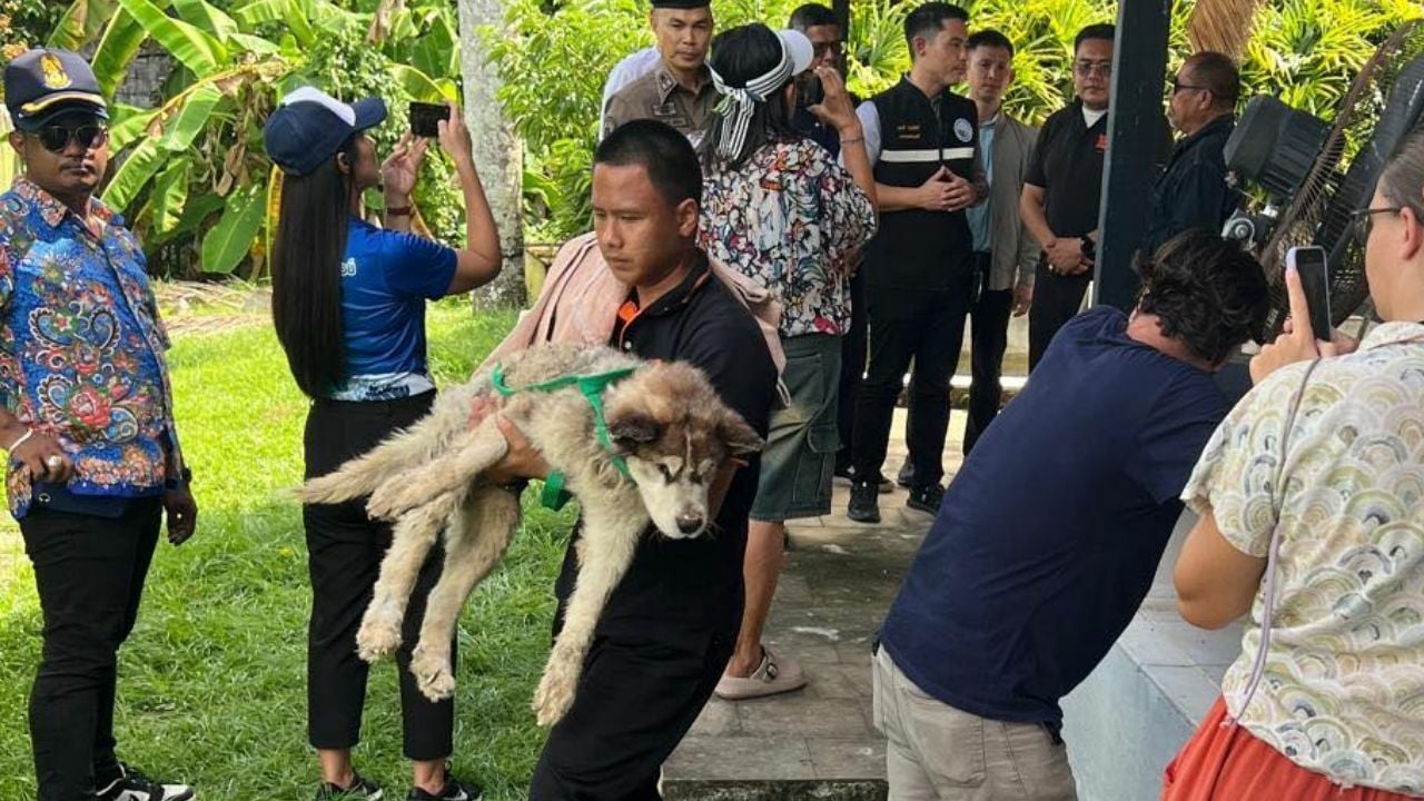 Foreign man buries Siberian Husky alive