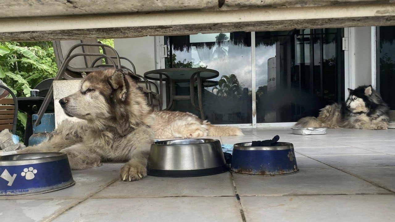 Dog buried alive by foreign owner in Phuket
