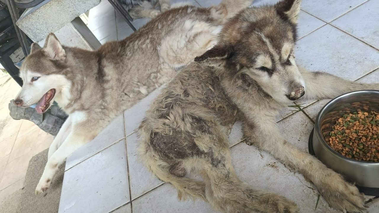 Siberian Huskies rescued from abusive foreign owner in Phuket