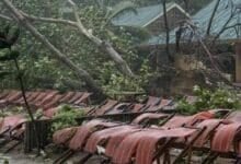 Chinese woman killed by falling tree on Phuket beach (video)