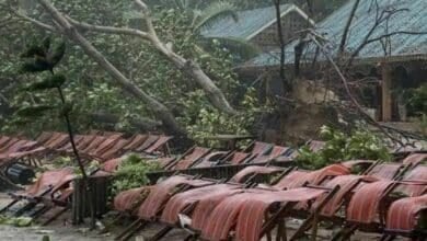 Chinese woman killed by falling tree on Phuket beach (video) | Thaiger