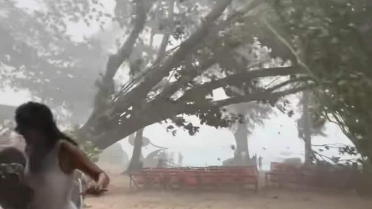 Chinese couple falling tree Phuket