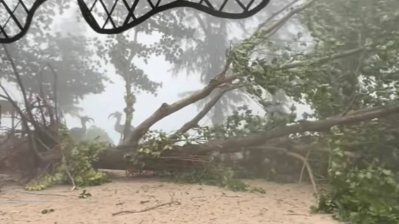 Heavy thunderstorm falling tree kill Chinese