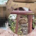 2 year old Thai boy loses life in wasp attack, child&#8217;s father seriously injured | Thaiger