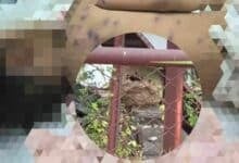 2 year old Thai boy loses life in wasp attack, child’s father seriously injured