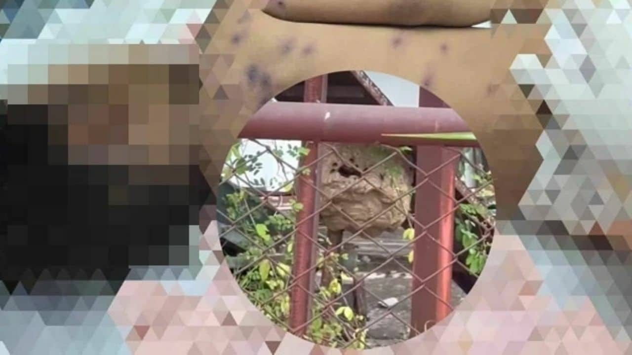 2 year old Thai boy loses life in wasp attack, child’s father seriously injured