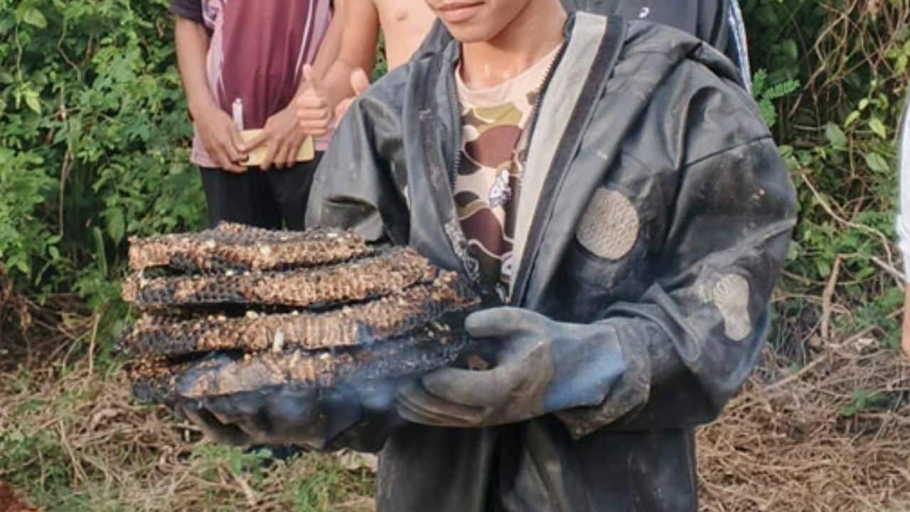 Thai boy dies from wasp attack in Korat