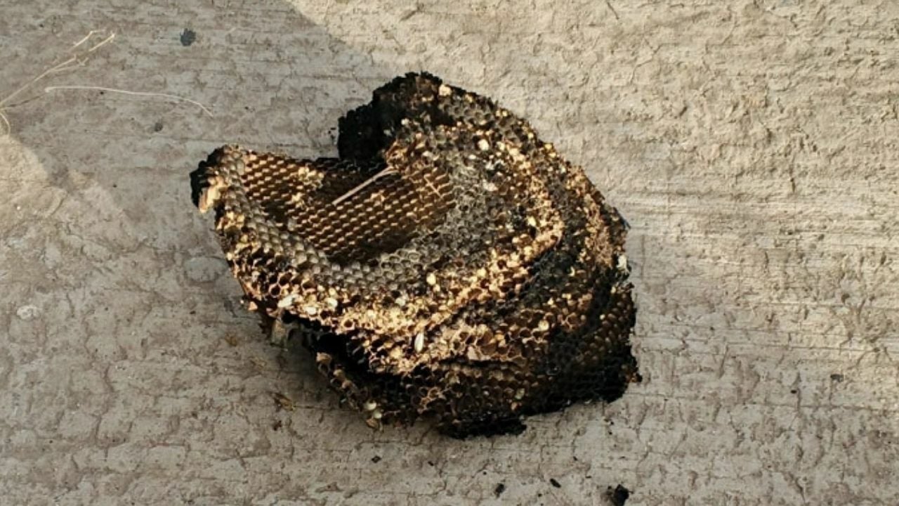 Young Thai boy fatally attacked by wasps