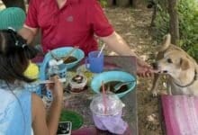 Paws and pay: Pooch turns cashier in Ang Thong diner (video)