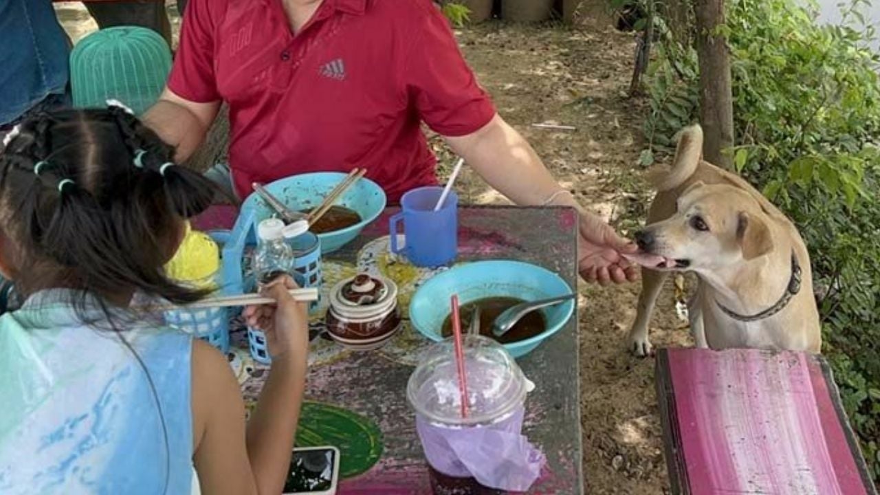 Paws and pay: Pooch turns cashier in Ang Thong diner (video)
