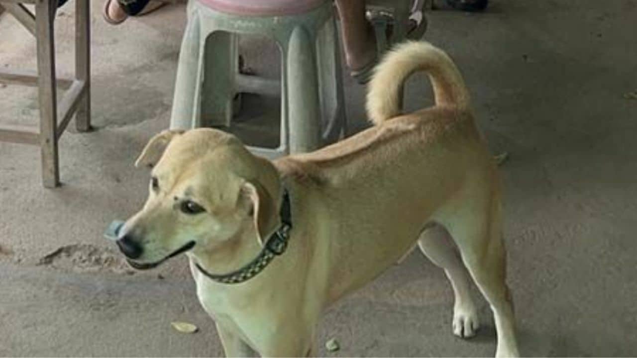 Thai dog helps owner collecting payment from customers at restaurant in Ang Thong