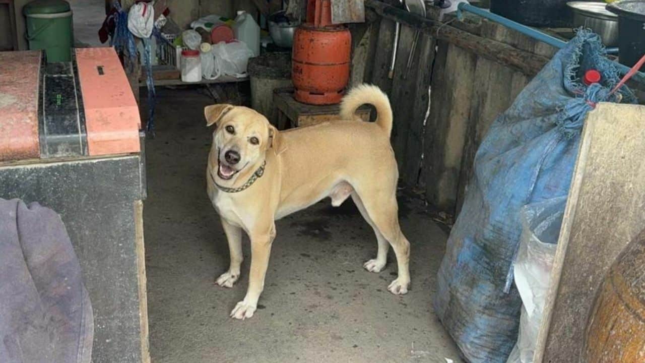 Dog cashier Ang Thong restuarant