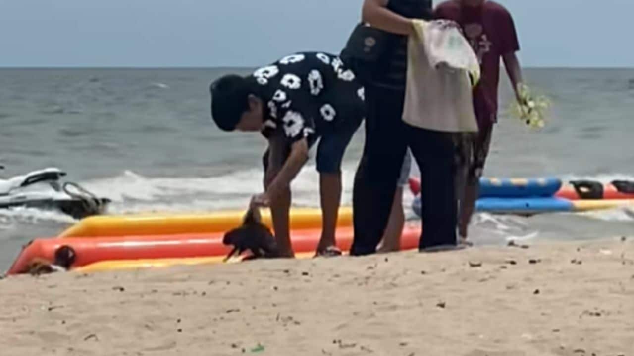 Man abuses rabbit on Bang Saen Beach Chon Buri