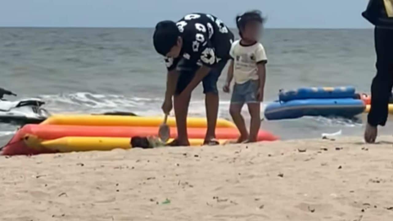 Rabbit abused on beach in Chon Buri