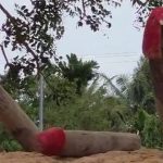 Buriram residents use penis amulets to fend off alleged black magic from Cambodia | Thaiger