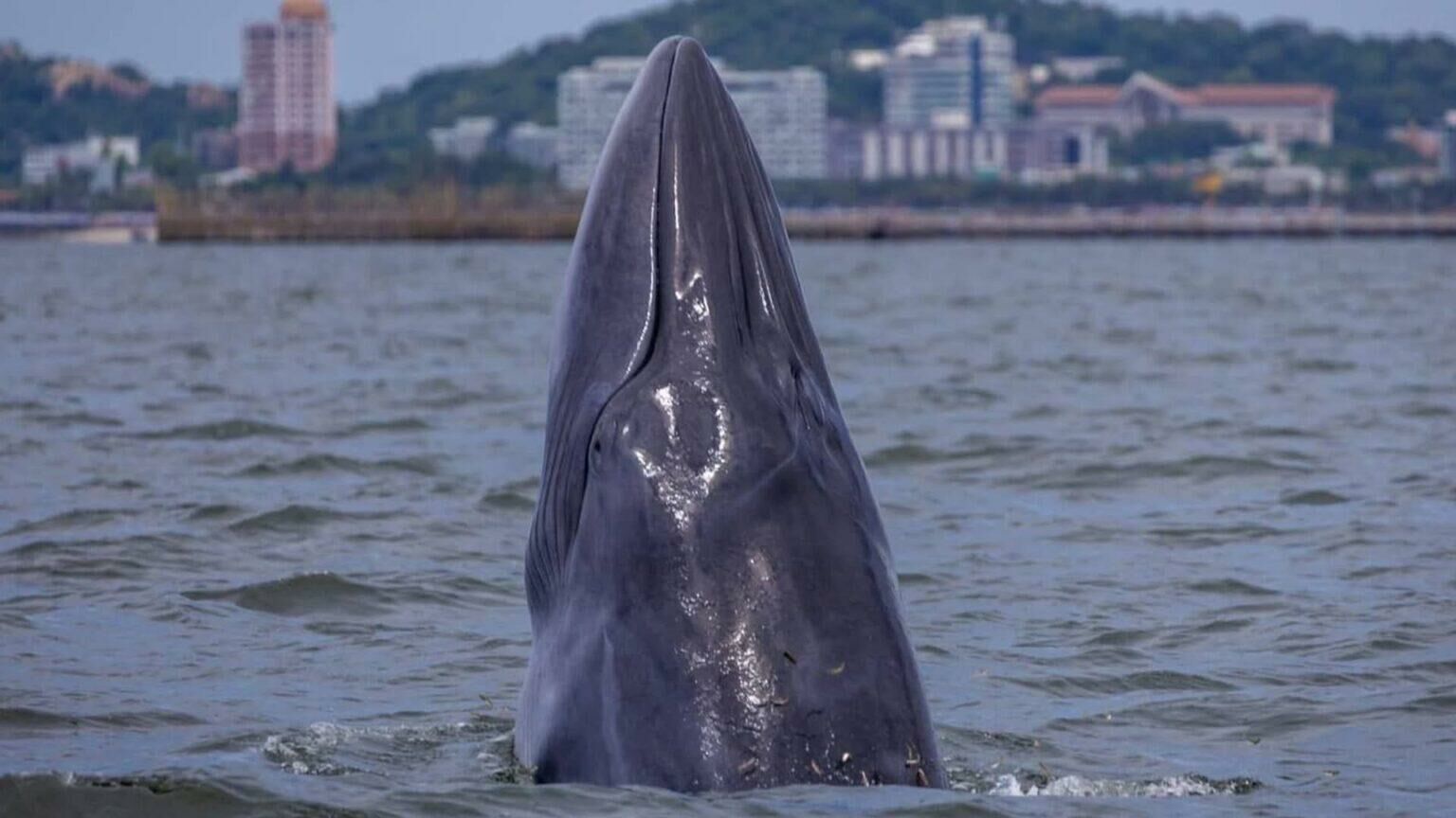 Bryde's whales delight tourists at Bang saen Beach, Chon Buri | News by Thaiger