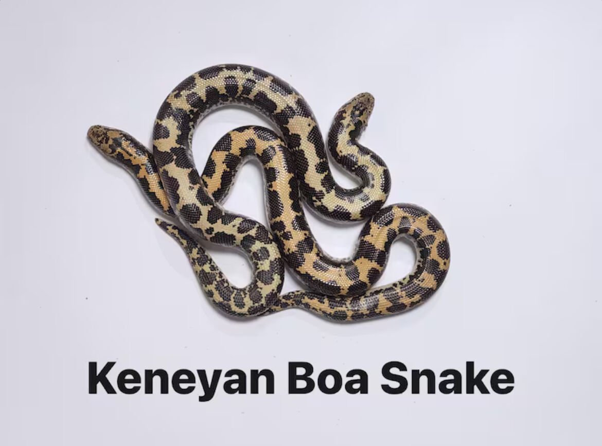 Slithery surprise: Indian caught smuggling live snakes into Mumbai | News by Thaiger