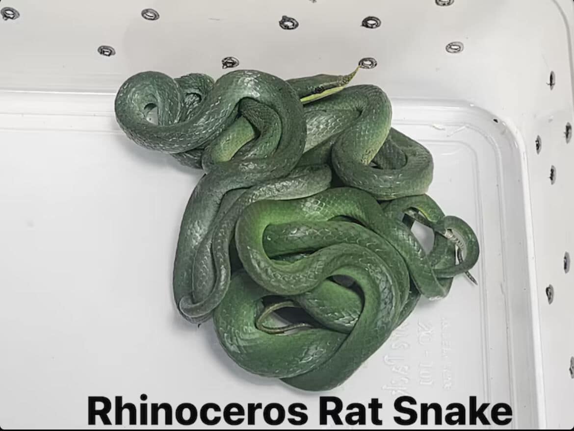 Slithery surprise: Indian caught smuggling live snakes into Mumbai | News by Thaiger