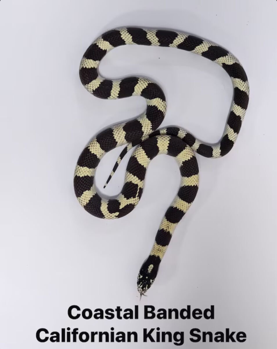 Slithery surprise: Indian caught smuggling live snakes into Mumbai | News by Thaiger