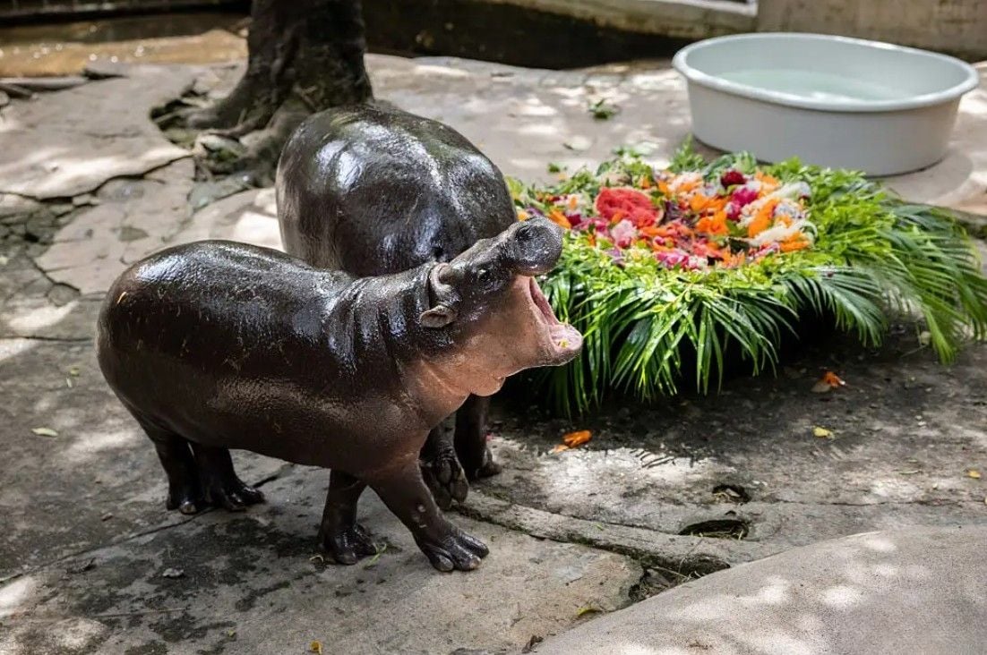 Baby monkey boom delights visitors at Chon Buri zoo | News by Thaiger