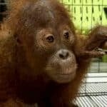 Thailand to send back stolen orangutans to Indonesia | Thaiger