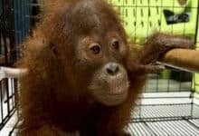 Thailand to send back stolen orangutans to Indonesia