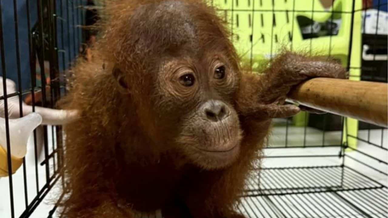 Thailand to send back stolen orangutans to Indonesia