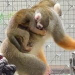 Baby monkey boom delights visitors at Chon Buri zoo | Thaiger