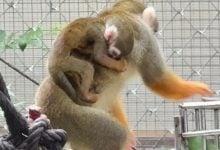 Baby monkey boom delights visitors at Chon Buri zoo | Thaiger