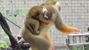 Baby monkey boom delights visitors at Chon Buri zoo | Thaiger