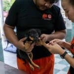 Phuket declared nearly rabies-free thanks to Soi Dog | Thaiger