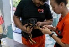 Phuket declared nearly rabies-free thanks to Soi Dog