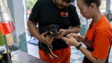 Phuket declared nearly rabies-free thanks to Soi Dog