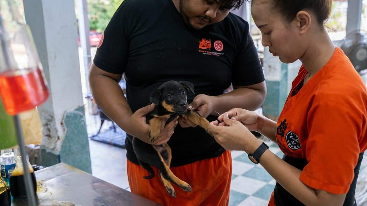 Phuket declared nearly rabies-free thanks to Soi Dog