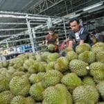 China’s durian craze drives Thailand’s tech farming boom | Thaiger