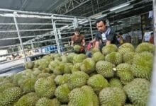 China’s durian craze drives Thailand’s tech farming boom