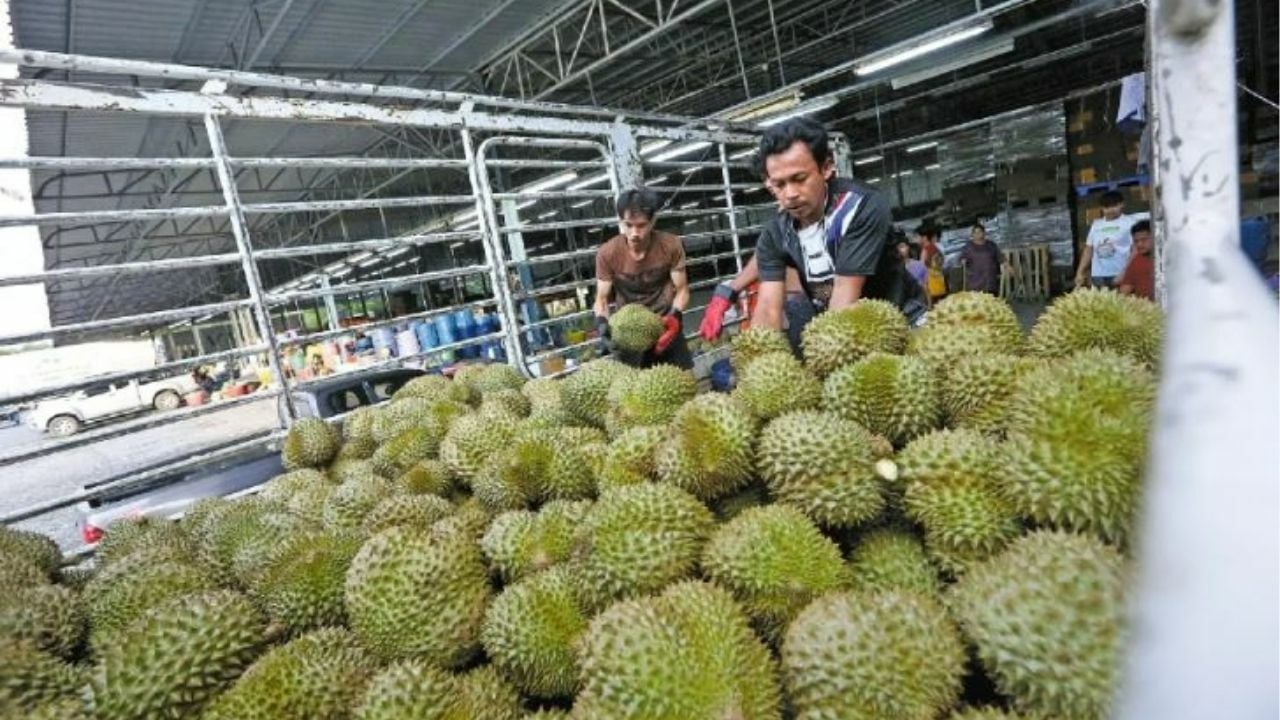 China’s durian craze drives Thailand’s tech farming boom