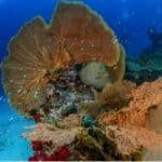 New marine protection zones established around Koh Phayam | Thaiger