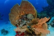New marine protection zones established around Koh Phayam