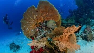 New marine protection zones established around Koh Phayam