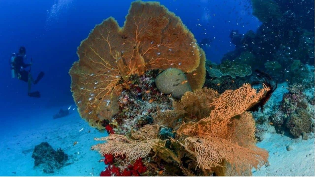 New marine protection zones established around Koh Phayam