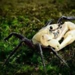 Nature’s surprise: Rare panda crab spotted in Thai national park | Thaiger