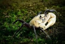 Nature’s surprise: Rare panda crab spotted in Thai national park
