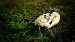 Nature’s surprise: Rare panda crab spotted in Thai national park