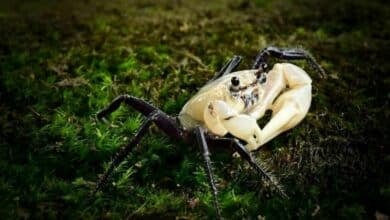 Nature’s surprise: Rare panda crab spotted in Thai national park