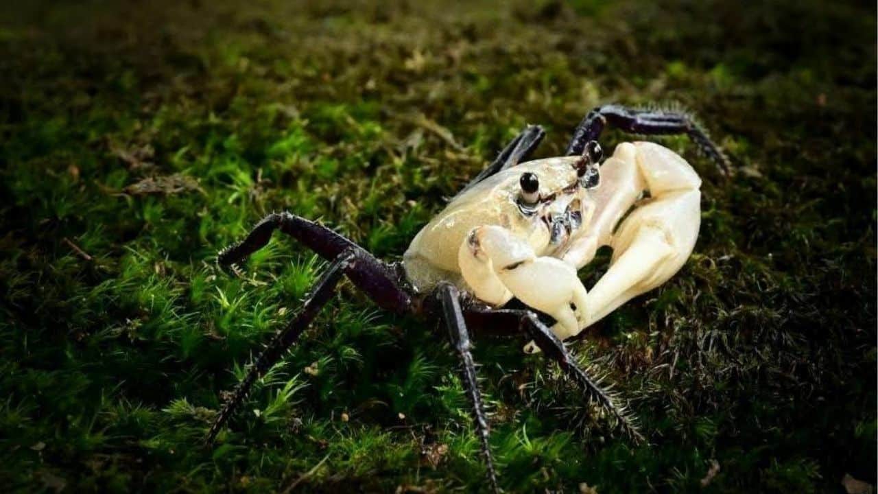 Nature’s surprise: Rare panda crab spotted in Thai national park
