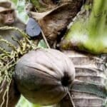Monkey business banned: Thai coconuts go cruelty-free | Thaiger
