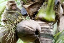 Monkey business banned: Thai coconuts go cruelty-free