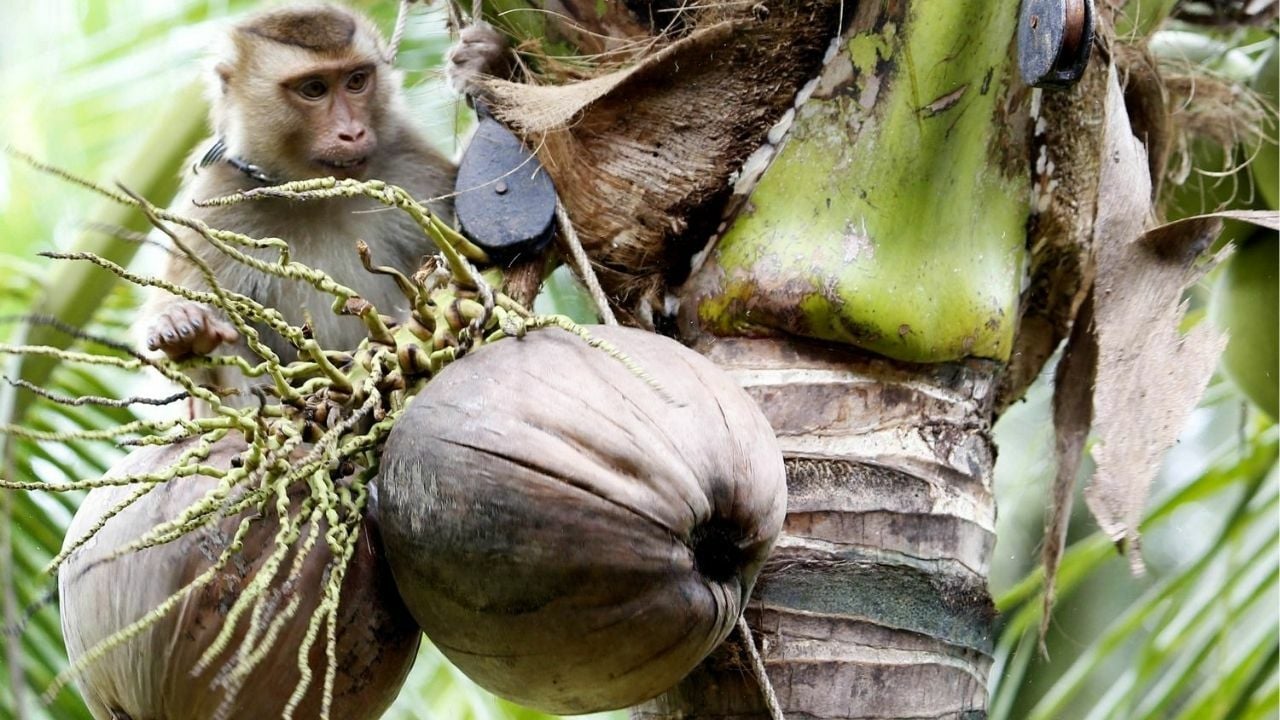 Monkey business banned: Thai coconuts go cruelty-free